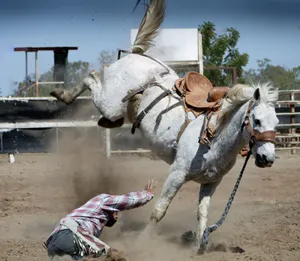 Cowboy Fallen From White Horse Wallpaper