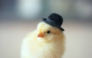 Cowboy Hat Chick Wallpaper