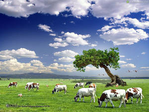 Cows On A Cloudy Day Wallpaper