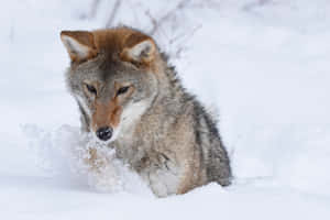 Coyote Digging In The Snow Wallpaper