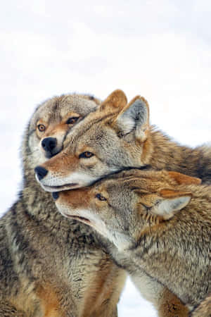 Coyote Family Protecting Each Other Wallpaper