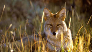 Coyote Peeking Through The Grass Wallpaper