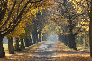 Cozy Autumn Empty Road Wallpaper