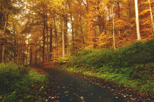 Cozy Autumn Road Wallpaper