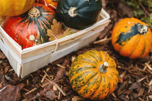 Cozy Autumn Small Pumpkins Wallpaper