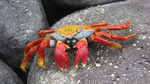 Crab On A Stone Wallpaper