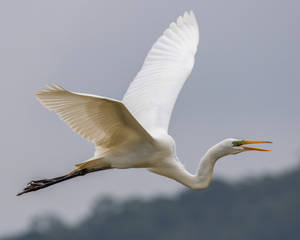 Crane In The Sky Wild Animal Wallpaper