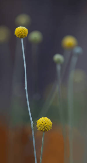 Craspedia Flowers Ios 7 Wallpaper