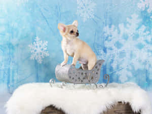 Cream Chihuahua Dog In Silver Sleight Wallpaper