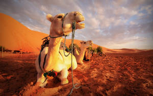 Cream White Camels Wallpaper