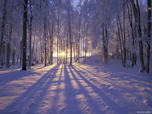 Create Your Own Winter Wonderland With A Beautiful Christmas Scene Wallpaper
