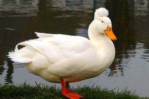 Crested White Duck Wallpaper