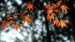 Crisp Autumn Leaves In A Refreshing Gold Color Wallpaper