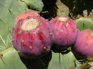 Croatia Prickly Pear Wallpaper