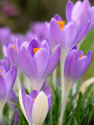 Crocus Flowers Purple And White Iphone Wallpaper