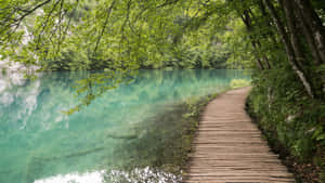 Crotia Peaceful Pathway Wallpaper
