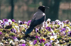Crow_ Amidst_ Pansies_in_ Sunlight Wallpaper