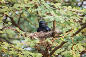 Crow Mother Bird On A Tree Wallpaper