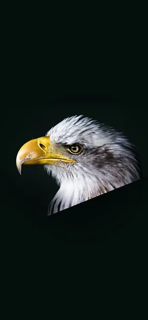 Cruise Through The Sky With Eagle Iphone Wallpaper