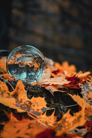 Crystal Ball Maples Leaves Wallpaper