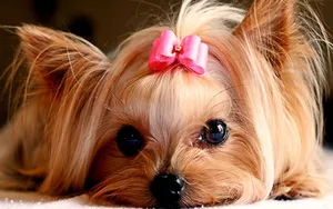 Cuddly Friends Wallpaper