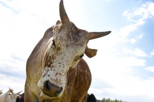 Curious Brown And White Gezerat Zebu Cattle Wallpaper