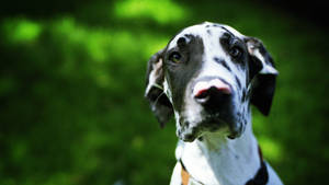 Curious Dalmatian Dog Wallpaper