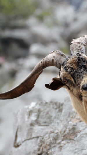 Curious Goat Peeking Over Rock Wallpaper