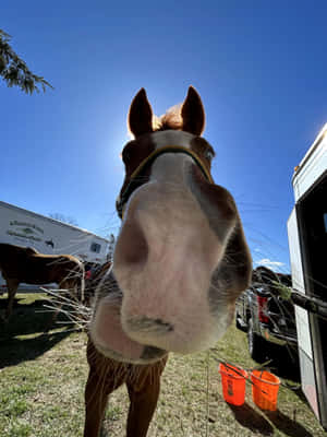 Curious Horse Up Close.jpg Wallpaper