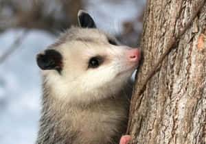 Curious Opossum Up Close.jpg Wallpaper