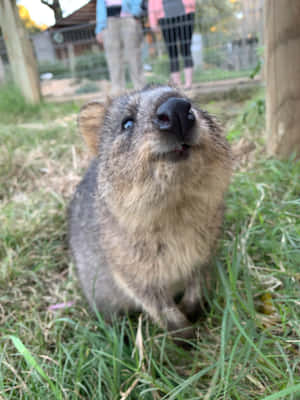 Curious Quokka Up Close.jpg Wallpaper