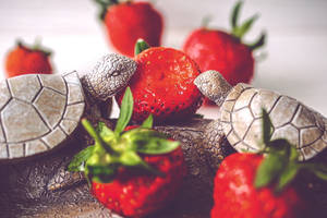 Curious Turtles Enjoying Fresh Strawberries Wallpaper