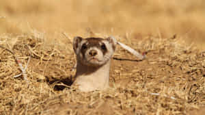 Curious Weasel Peeking Out Wallpaper