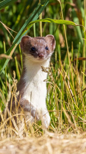 Curious Weaselin Grass.jpg Wallpaper