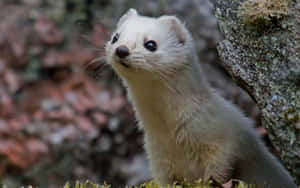 Curious White Weaselin Nature.jpg Wallpaper