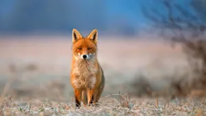 Curious Yet Mysterious Brown Fox Wallpaper
