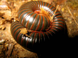 Curled-up American Giant Millipede Wallpaper