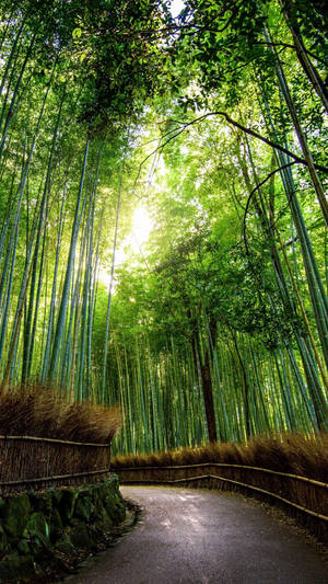 Curved Bamboo Walkway Iphone Wallpaper