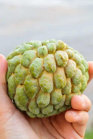 Custard Apple Scaly Skin Wallpaper