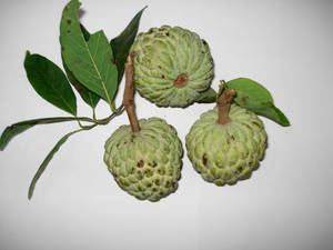 Custard Apples White Background Wallpaper