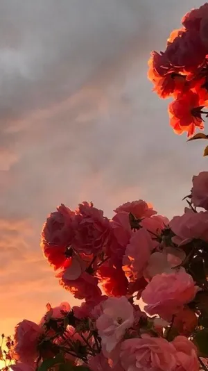 Cute Aesthetic Pink Flowers Wallpaper