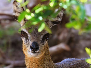 Cute African Klipspringer Wallpaper