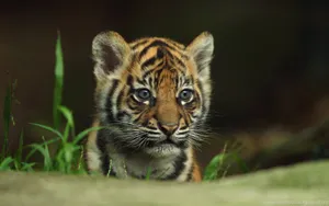 Cute And Fierce Baby Tiger Wallpaper
