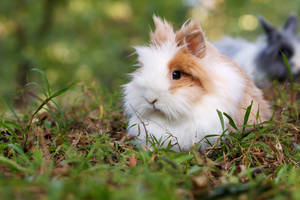 Cute Animal Lionhead Rabbit Wallpaper