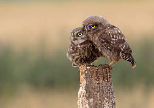 Cute Animal Little Owls Wallpaper