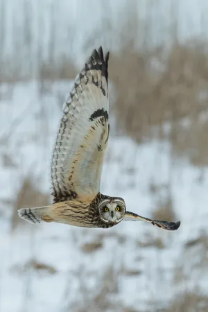 Cute Animal Owl Wings Wallpaper