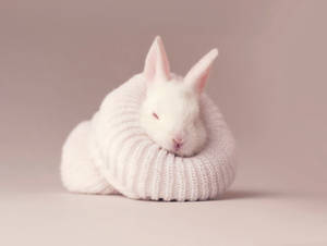 Cute Baby Bunny Wallpaper