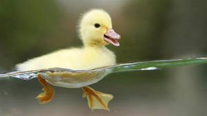 Cute Baby Duck Wallpaper