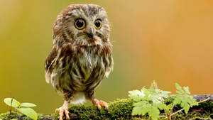 Cute Baby Owl Wallpaper