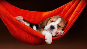 Cute Beagle On Hammock Wallpaper